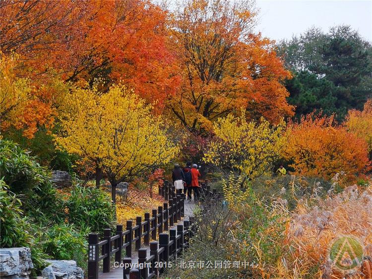 北京植物園山林秋色