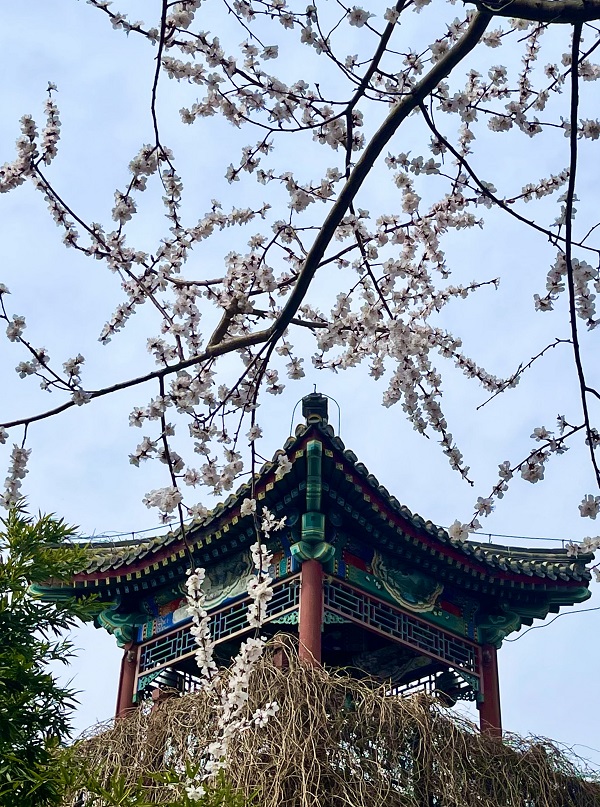 紫竹院明月岛-山桃_副本.jpg 紫竹院明月岛-山桃_副本.jpg