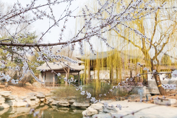 园博馆山桃4.jpg 园博馆山桃4.jpg