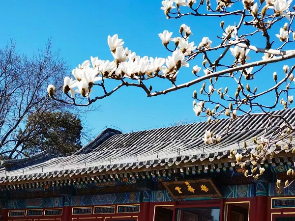 颐和园玉兰2.jpg 颐和园玉兰2.jpg