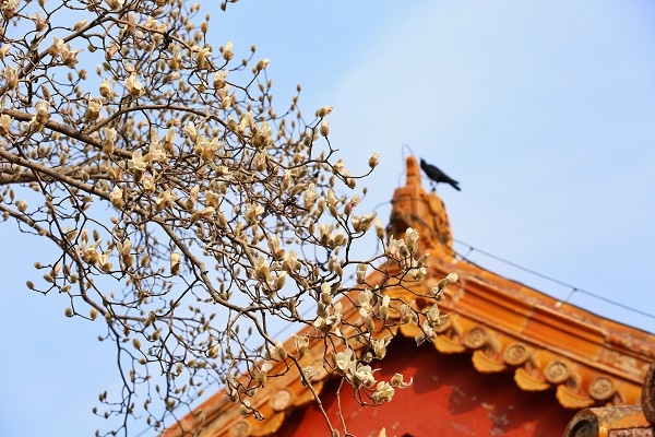 望春玉兰3.jpg 望春玉兰3.jpg