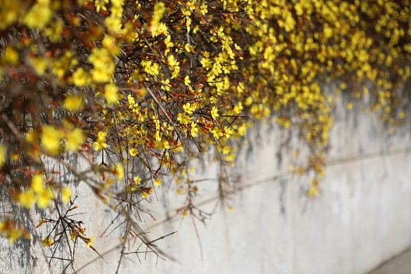 北植迎春花-1.jpg 北植迎春花-1.jpg