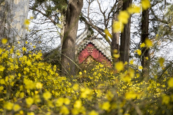 香山迎春.jpg 香山迎春.jpg