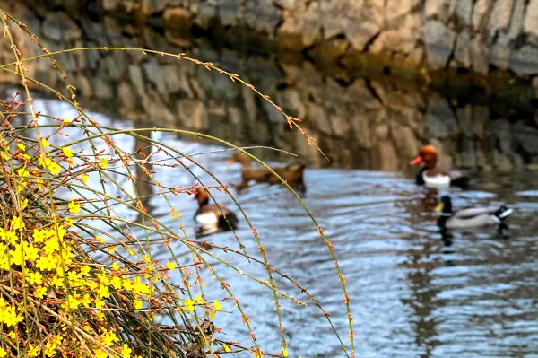 迎春_副本.jpg 迎春_副本.jpg