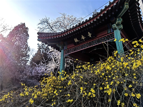 迎春已开1.jpg 迎春已开1.jpg