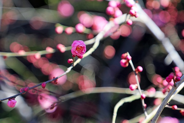 植物园梅花-1.jpg 植物园梅花-1.jpg