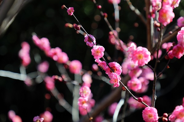 植物园梅花-2.jpg 植物园梅花-2.jpg