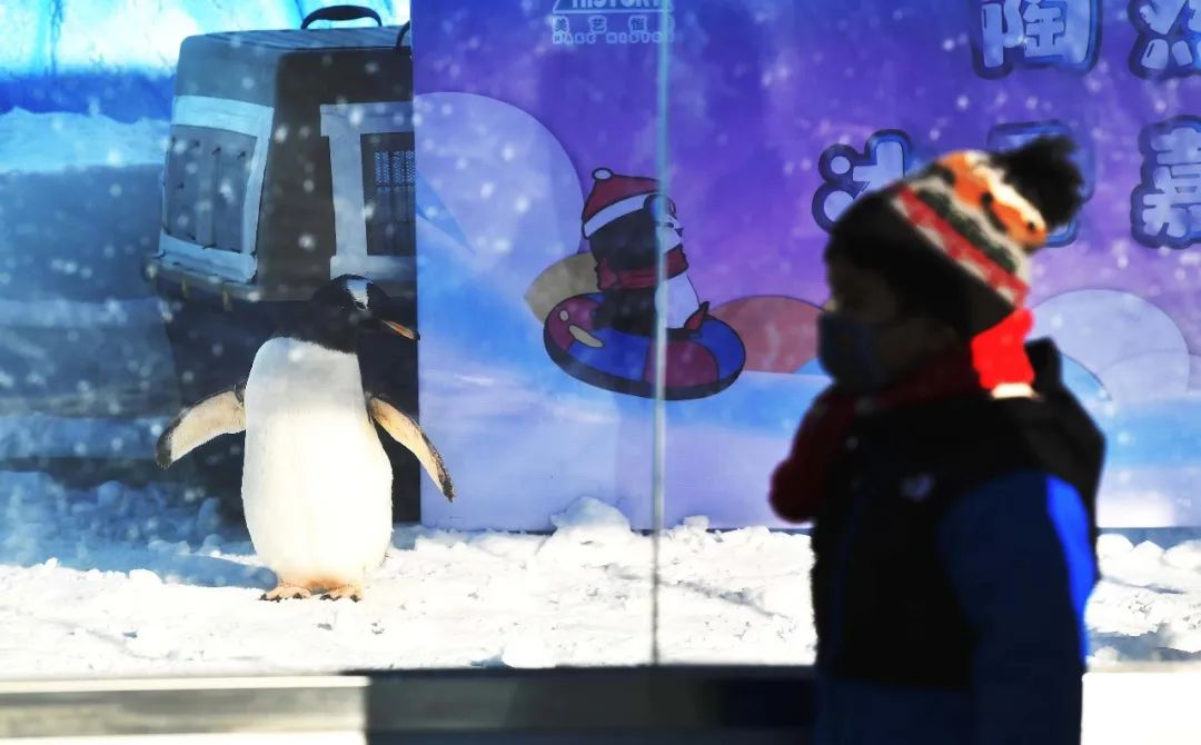 陶然亭公园冰雪嘉年华 · 企鹅观赏