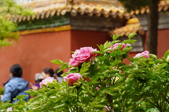 景山公园牡丹花.jpg