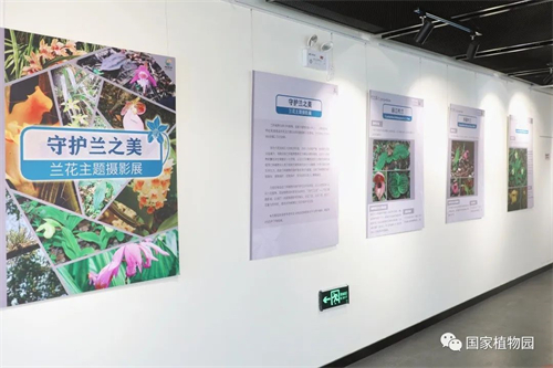 兰花主题摄影展图片.jpg