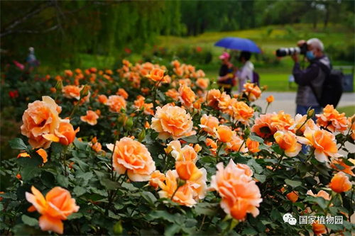 “花漾浪漫”月季花海邀您赏.jpg