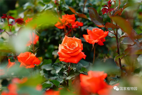 “花漾浪漫”月季花海邀您赏.jpg
