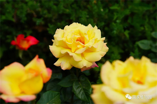 “花漾浪漫”月季花海邀您赏.jpg