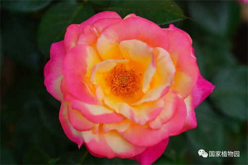 “花漾浪漫”月季花海邀您赏.jpg