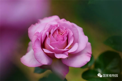 “花漾浪漫”月季花海邀您赏.jpg