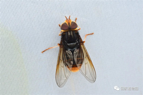宽带直脉食蚜蝇.jpg