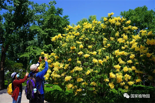 ‘金园’丁香.jpg