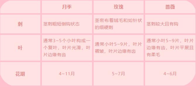 月季、玫瑰与蔷薇的区别？.jpg