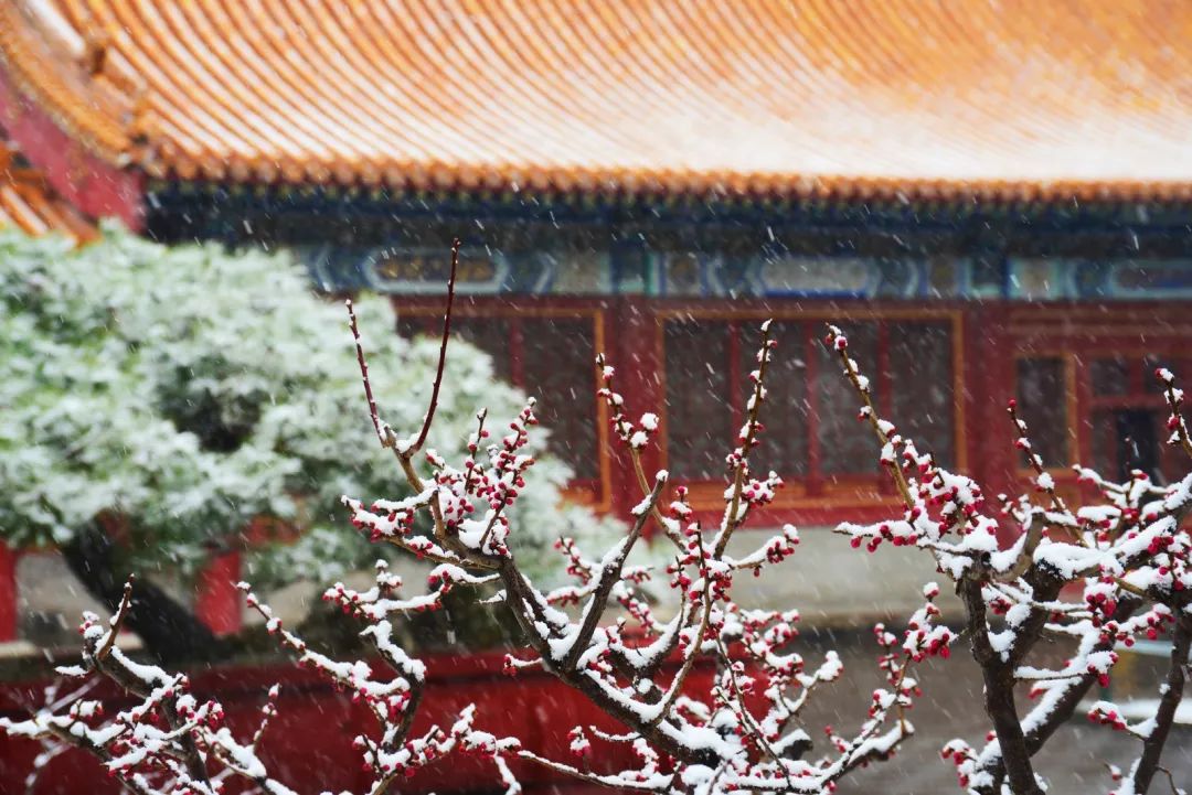 大雪节气 | 市属公园往年雪景合集