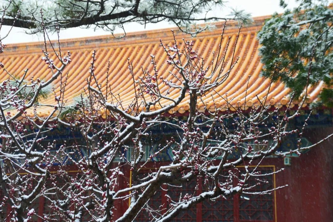 大雪节气 | 市属公园往年雪景合集