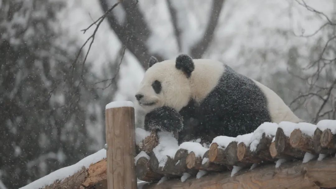 大雪节气 | 市属公园往年雪景合集