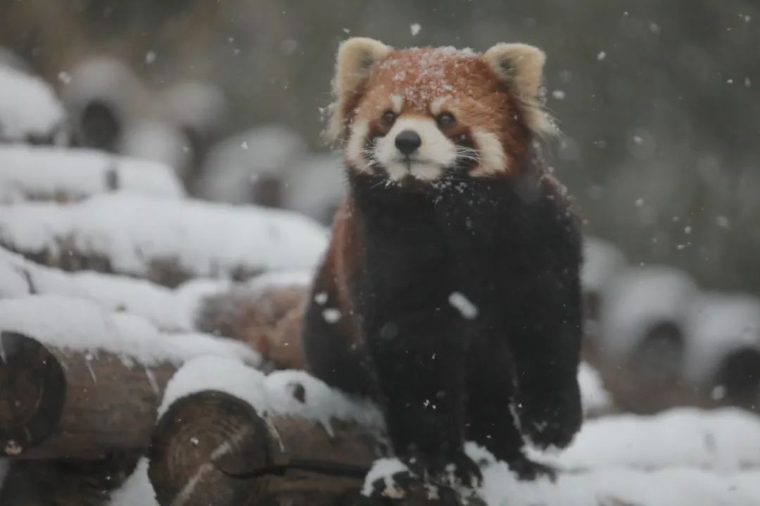 大雪节气 | 市属公园往年雪景合集