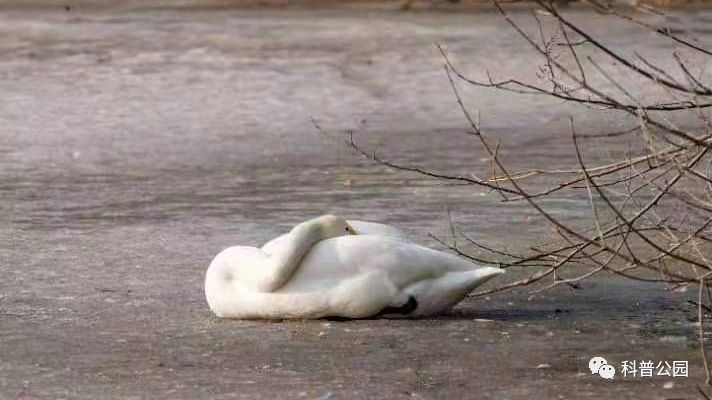 天鹅为什么总在冰上卧着？它们不冷吗.png