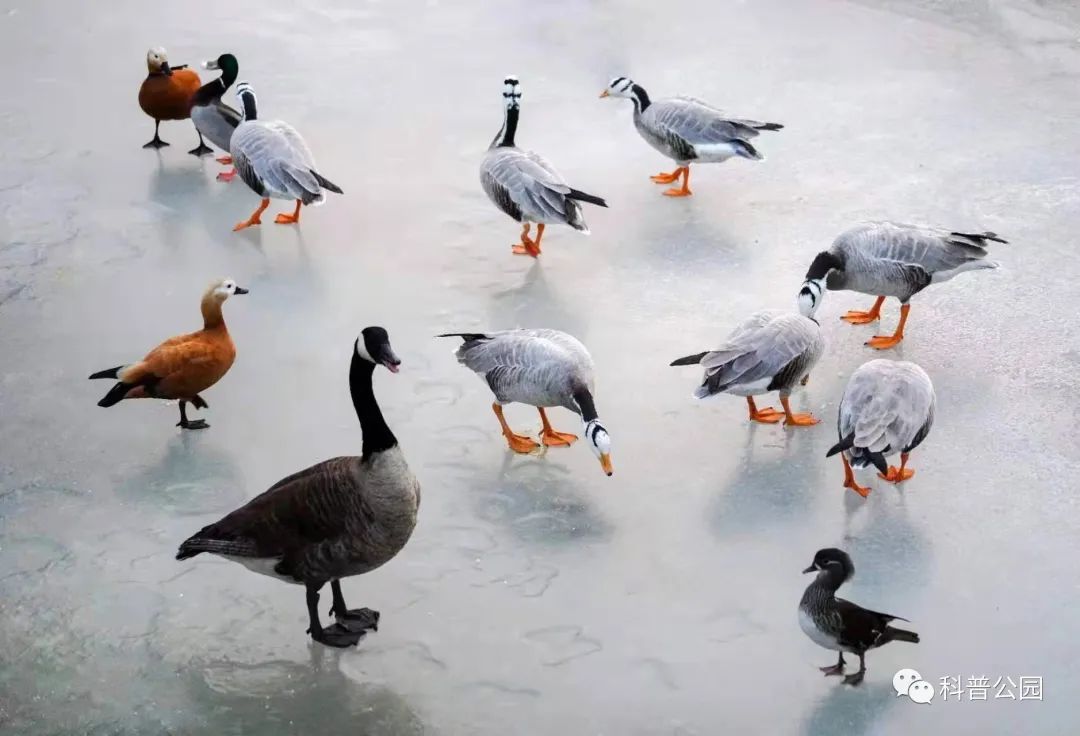 比如卧在冰上过冬这个“怪现象”，其实普遍存在于包括天鹅在内的许多水禽中.jpg