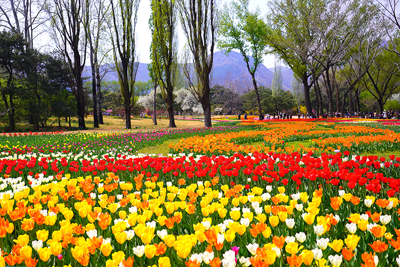 郁金香花海