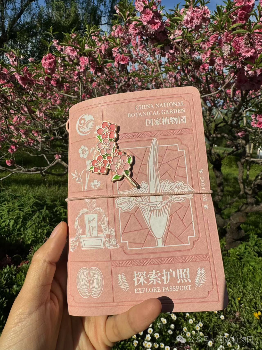 粉色探索护照