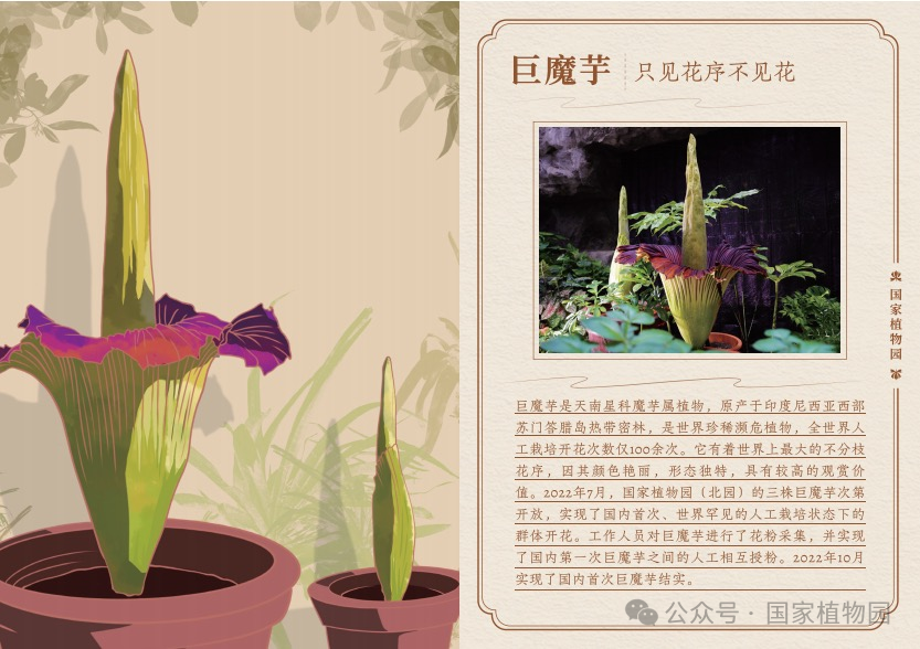 巨魔芋介绍