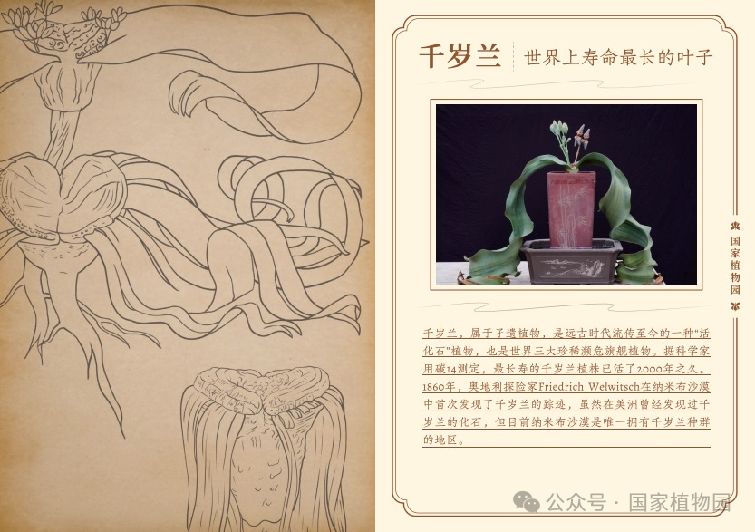 千岁兰介绍