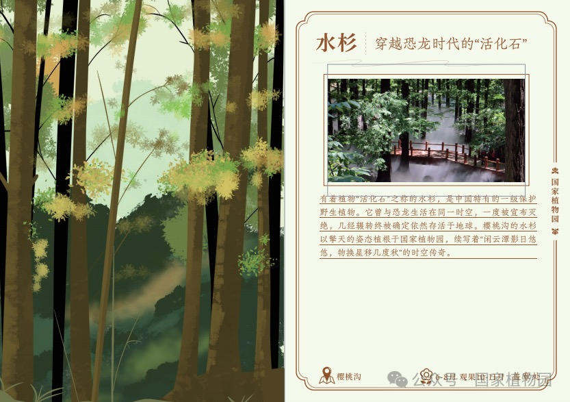 水杉介绍