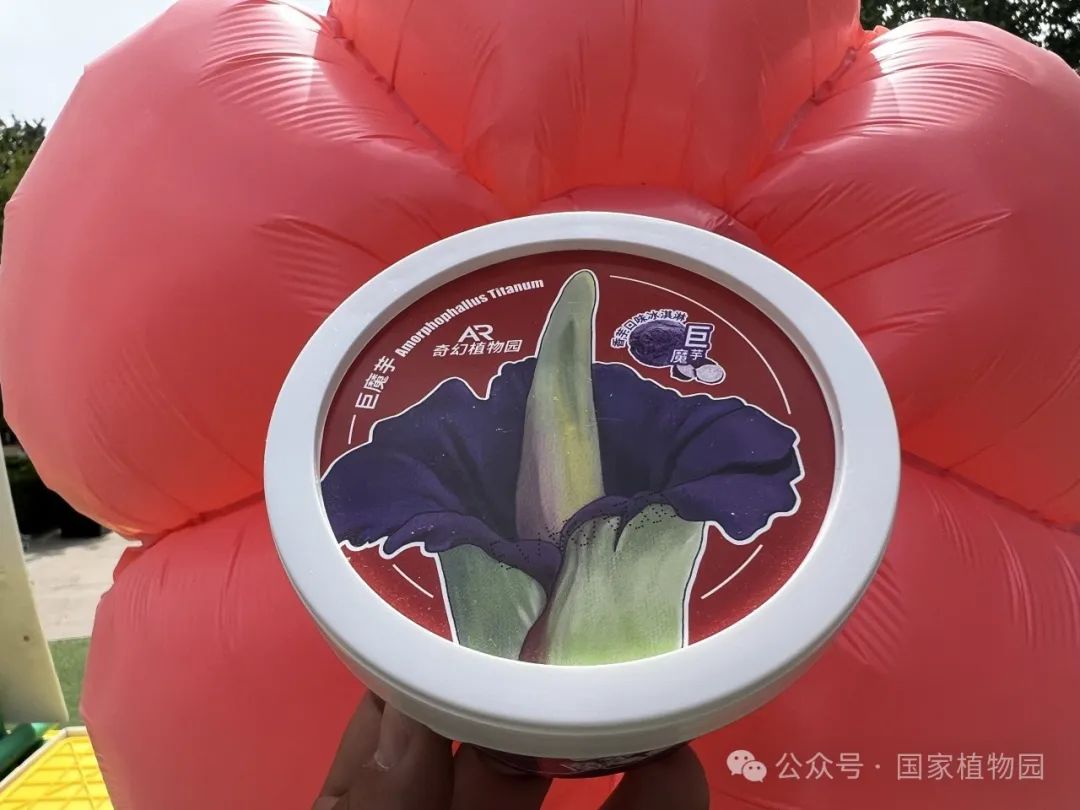 巨魔芋冰激凌
