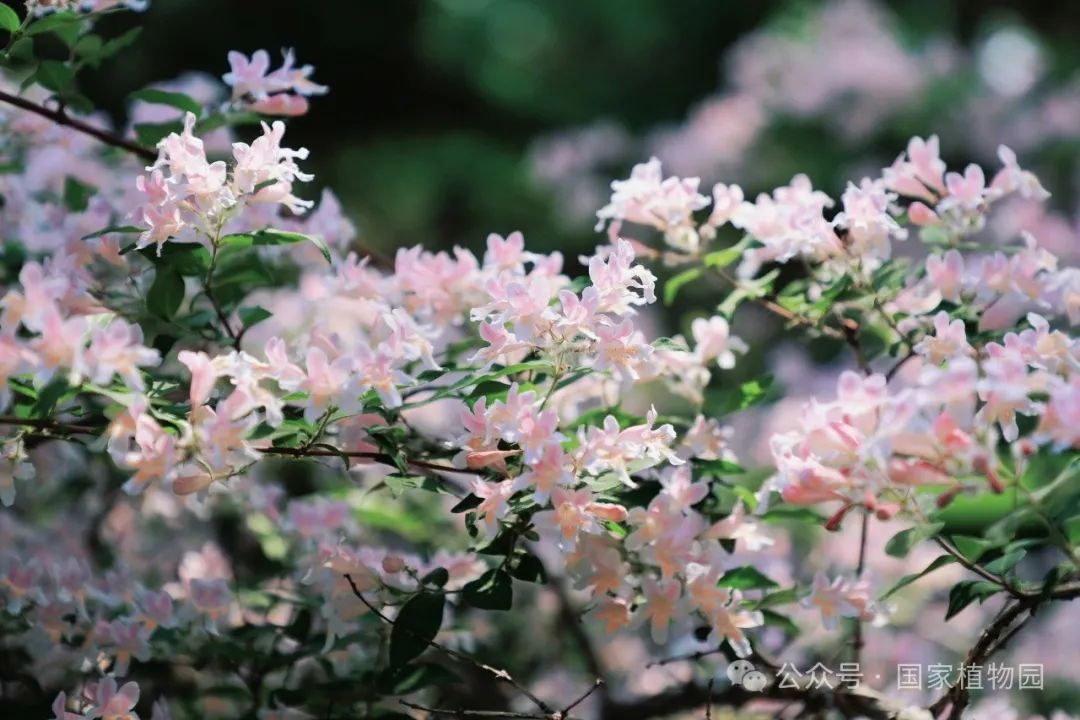 猬实细节