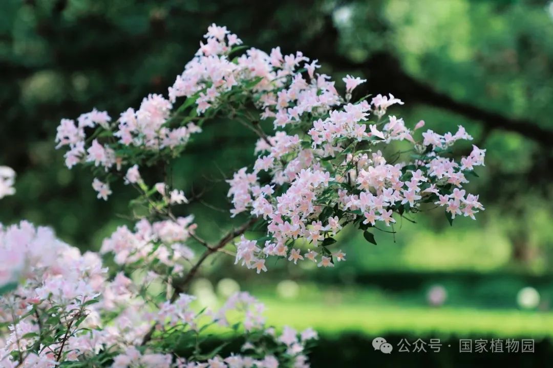 一支猬实开花
