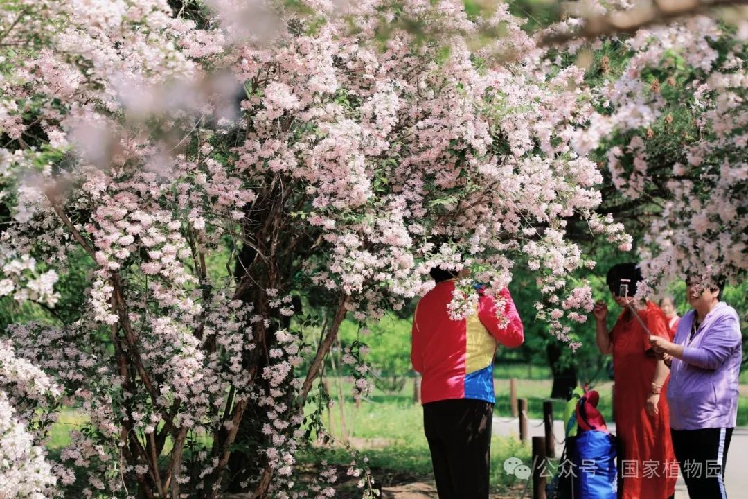 游客在猬实花前拍照留念