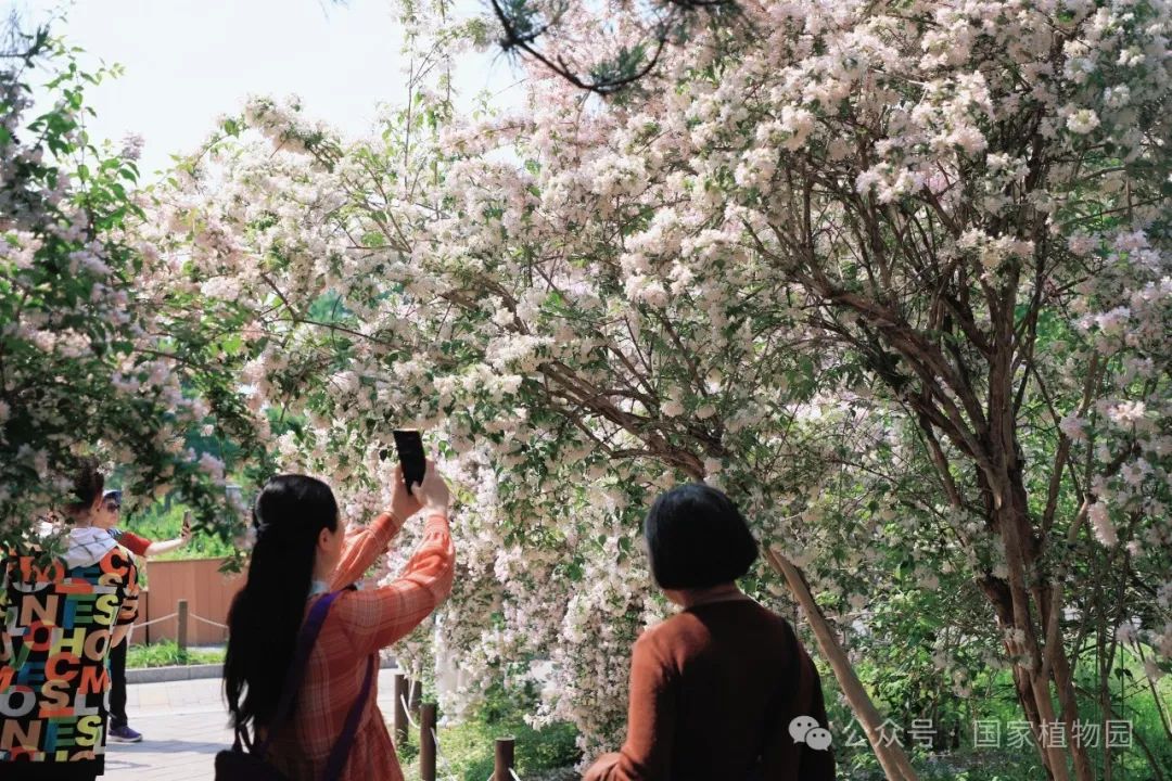 游客拍照