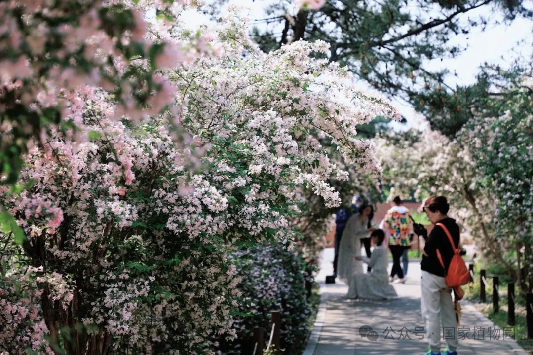 游客驻足观赏