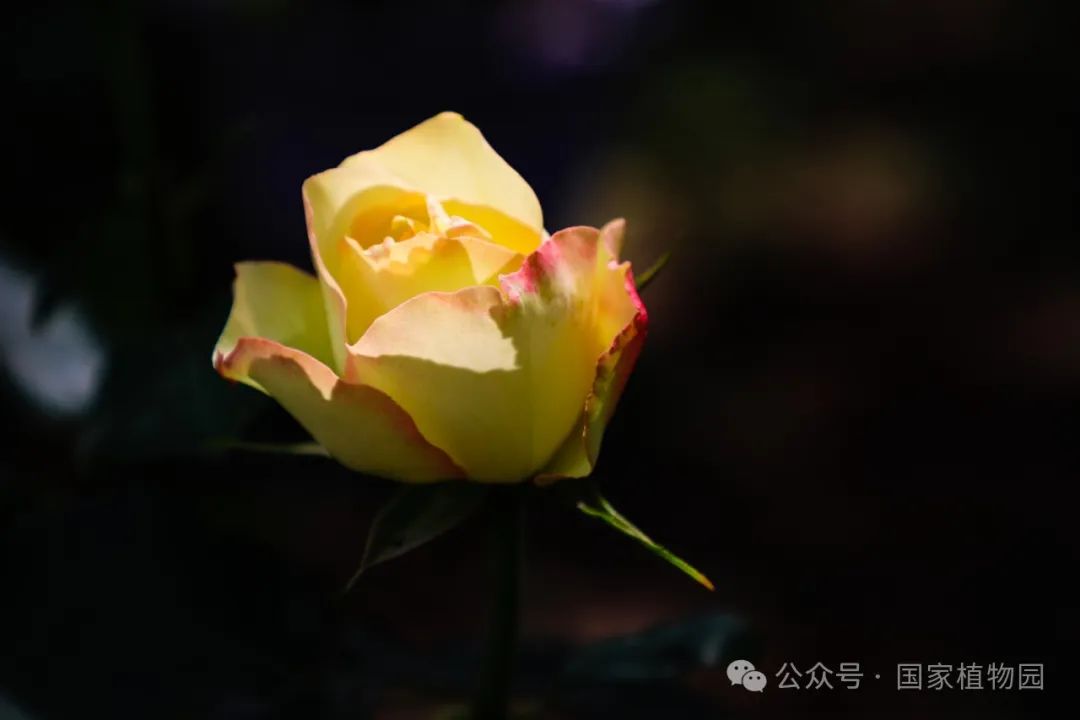 黄色月季花