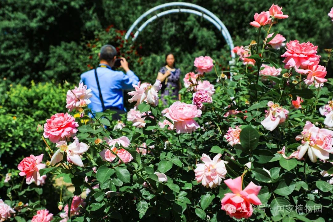 游客在月季花前拍照留念