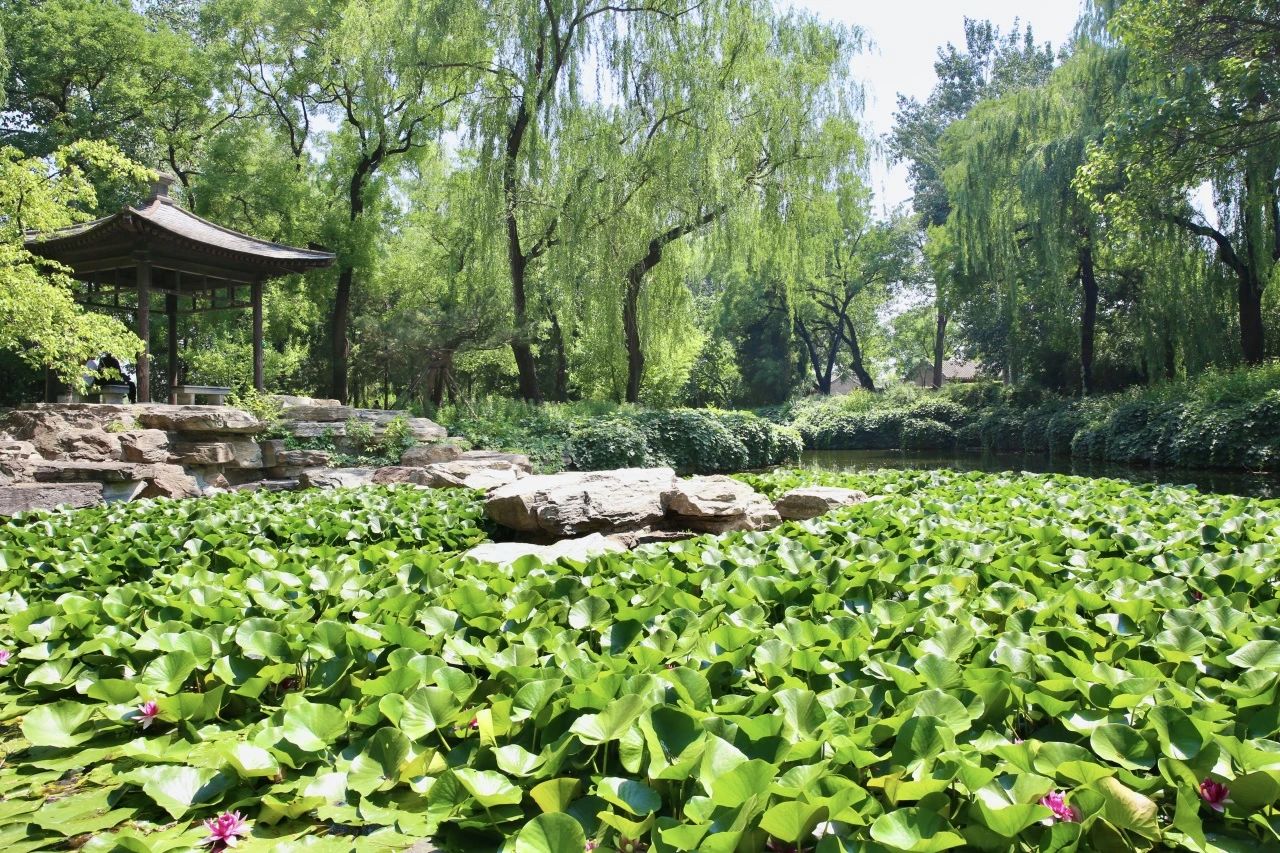 莲莲生趣.jpg