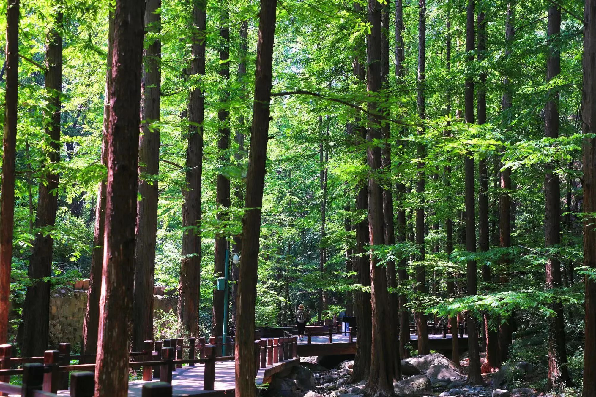 樱桃沟.jpg