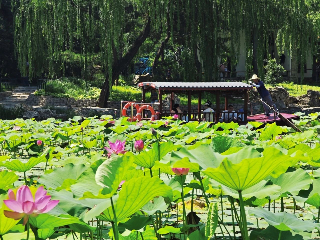 荷花渡.jpg