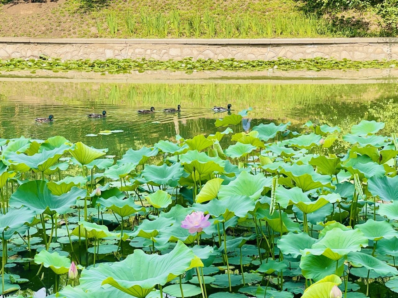 荷花渡.jpg