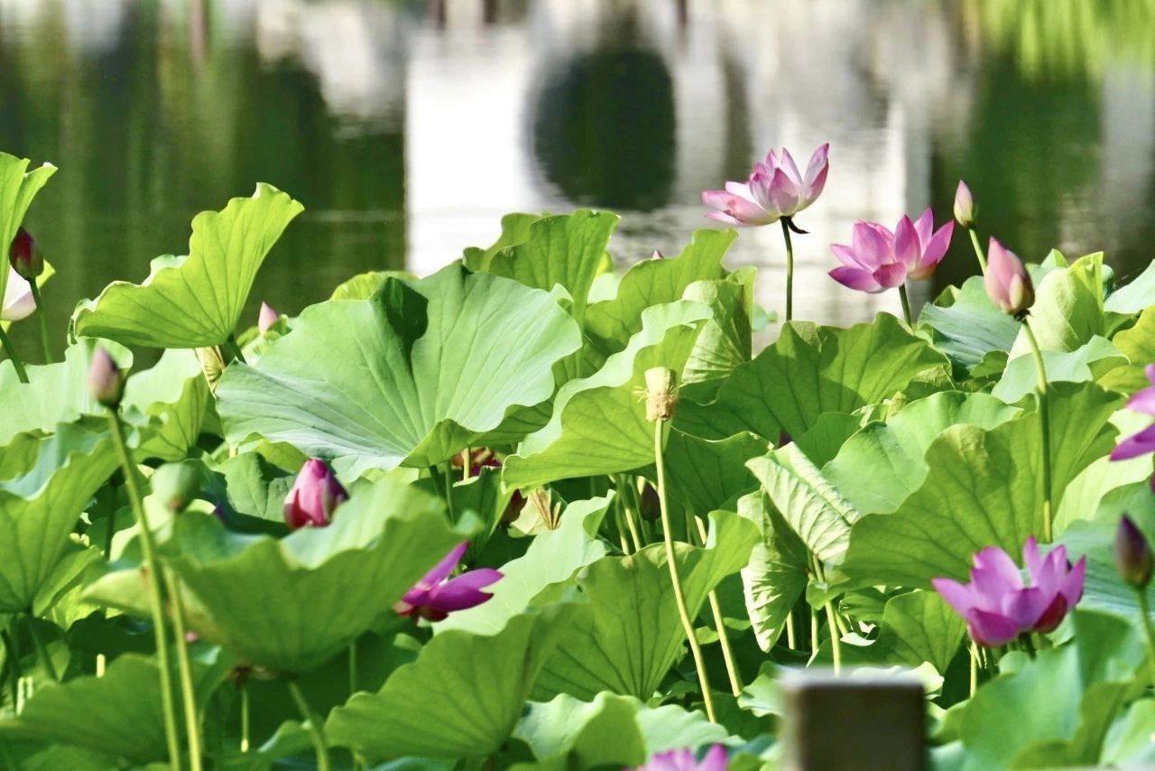 湖心亭.jpg