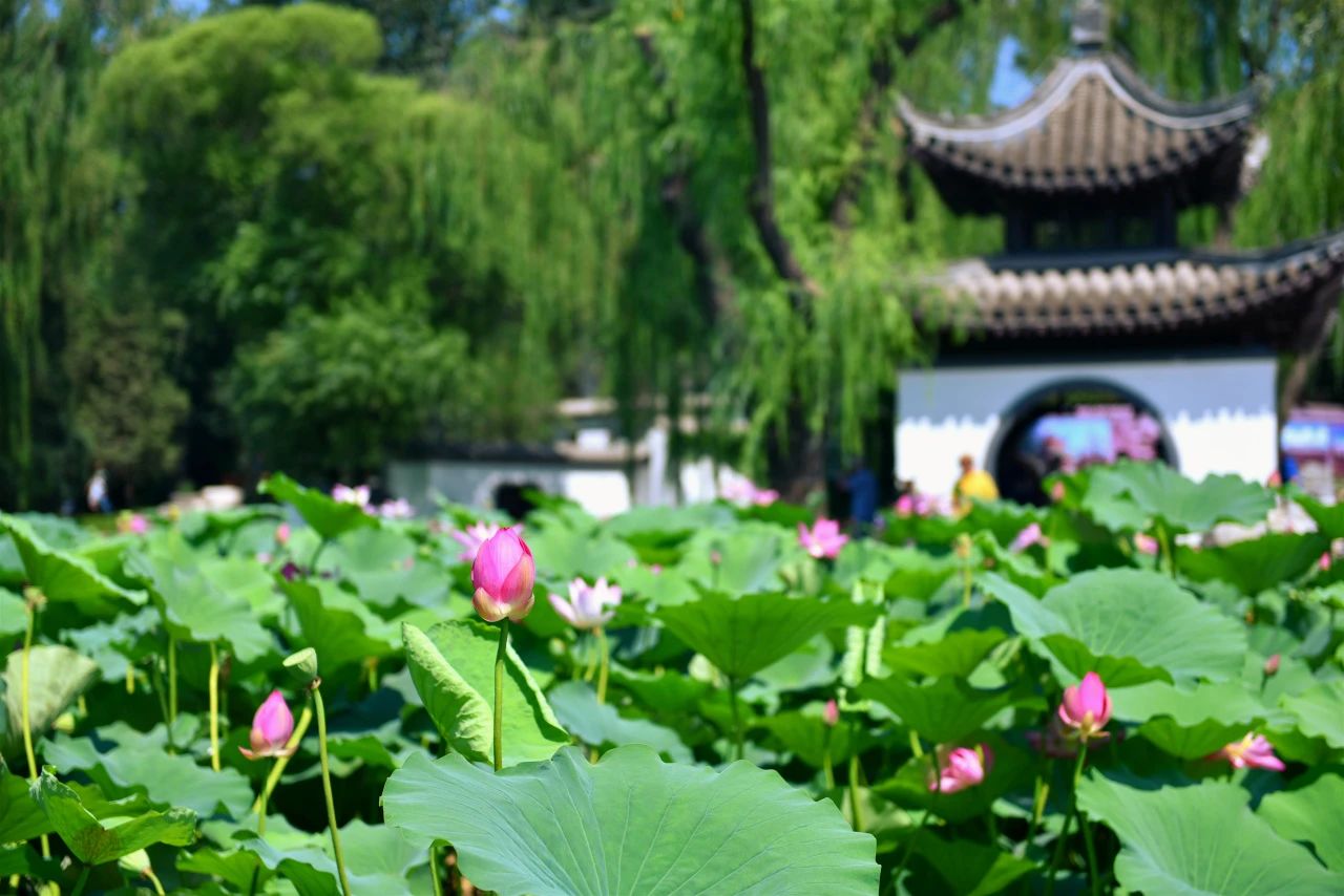 吹台荷花池.jpg