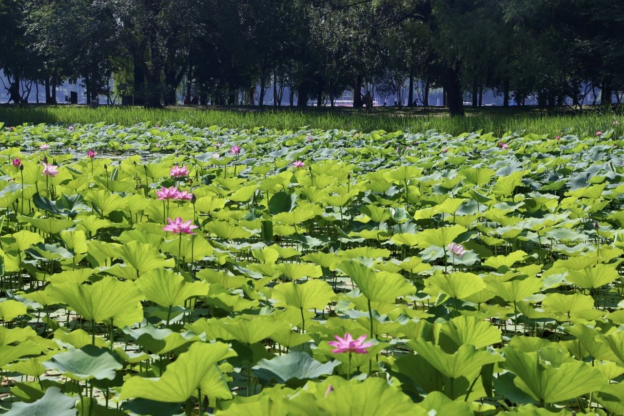樱花小湖.jpg