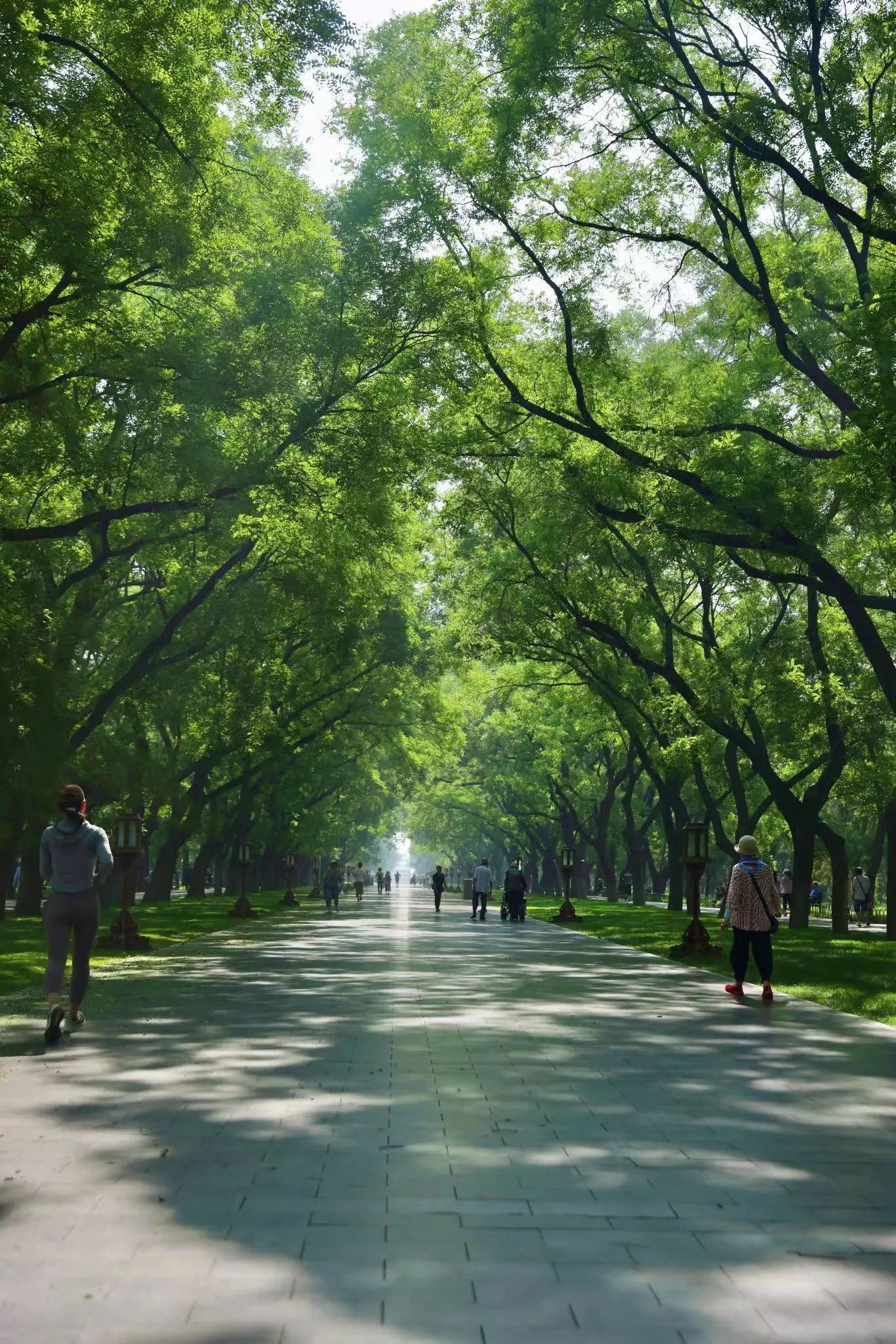 林荫大道.jpg