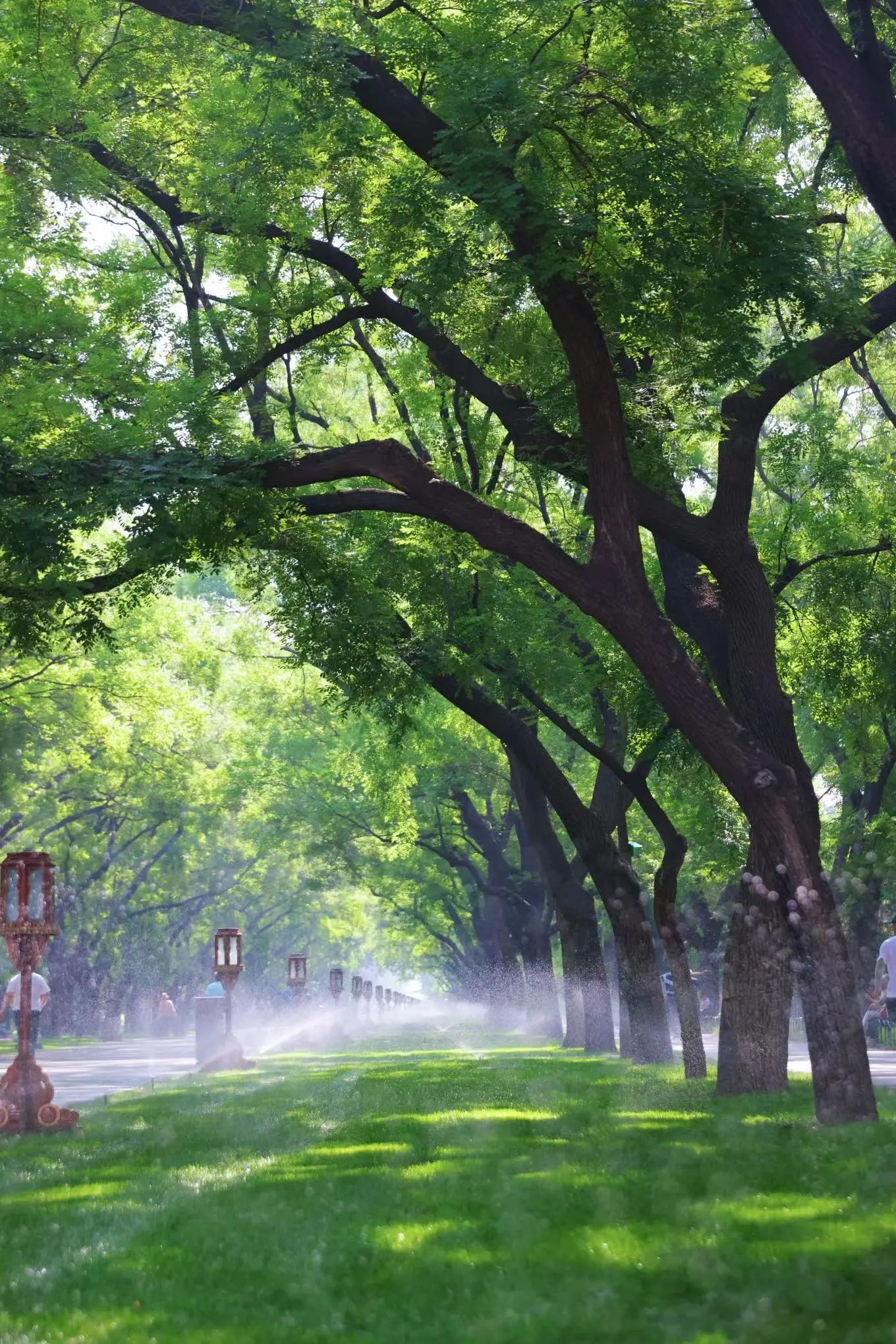 林荫大道.jpg